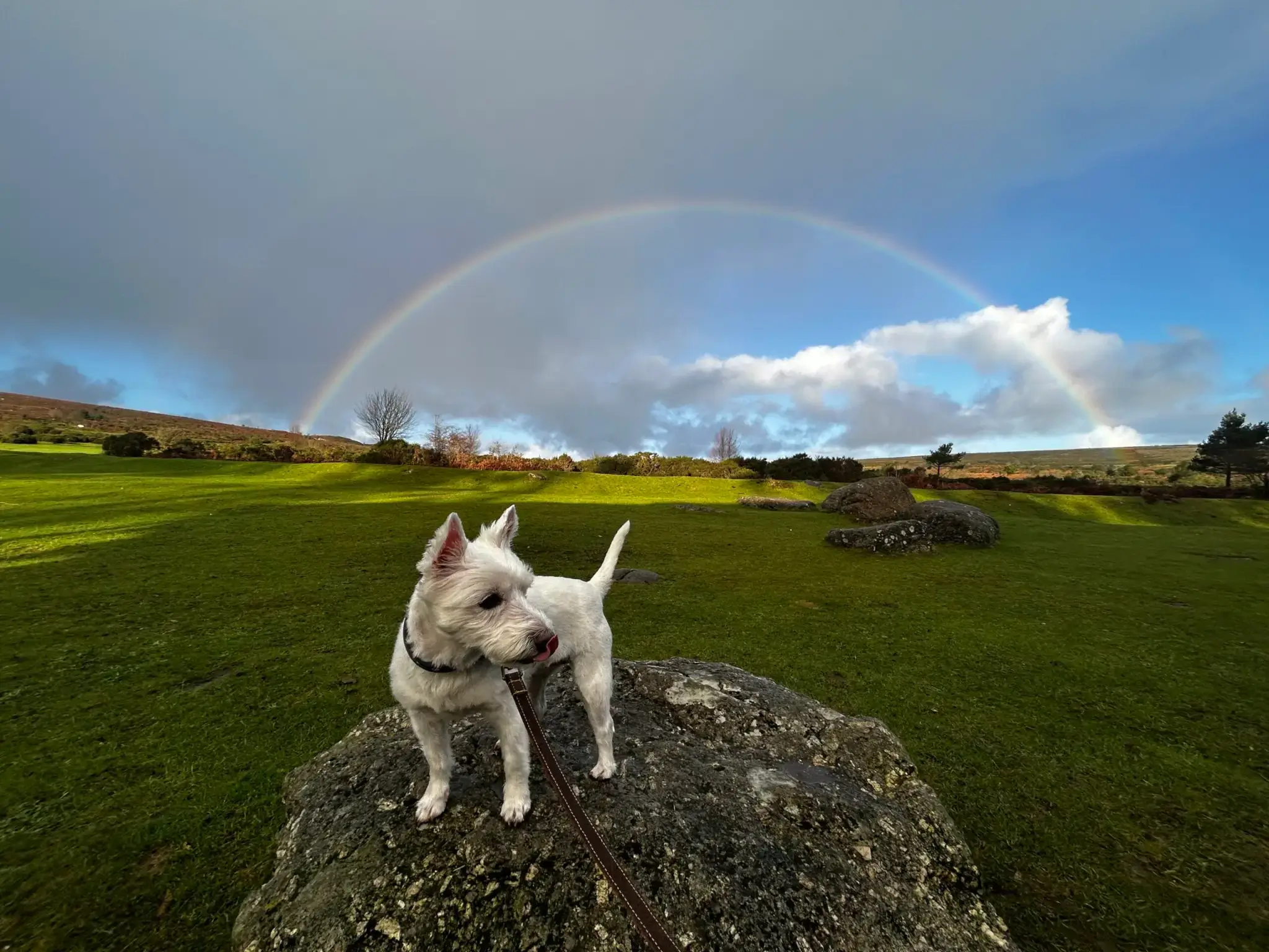 The Moorland Hotel Pet Friendly Hotel